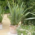 Phormium tenax 