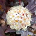 Physocarpus opulifolius Diabolo