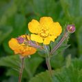 Potentilla megalantha - Potentille à grandes fleurs