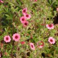Potentilla nepalensis Miss Willmott - Cinquefoil