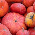 Pumpkin Rouge Vif d'Etampes - Cucurbita maxima