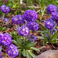 Primevère - Primula denticulata Cashmiriana