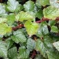 Rubus tricolor 