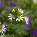 Scaevola aemula White Wonder