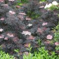 Sambucus nigra Black Lace ('Eva')