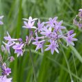 Tulbaghia violacea - Tulbaghie