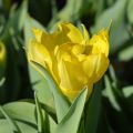 Tulipe Yellow Baby