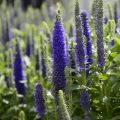 Veronica spicata Glory ROYAL CANDLES - Véronique en épis Royal Candles