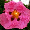 Cistus (x) purpureus  