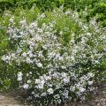 Diosma hirsuta Pink Fountain - Diosmée hirsute