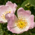 Rosa canina 