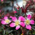 Rosa glauca Rubrifolia - Gallic Rose