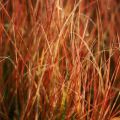 Stipa arundinacea