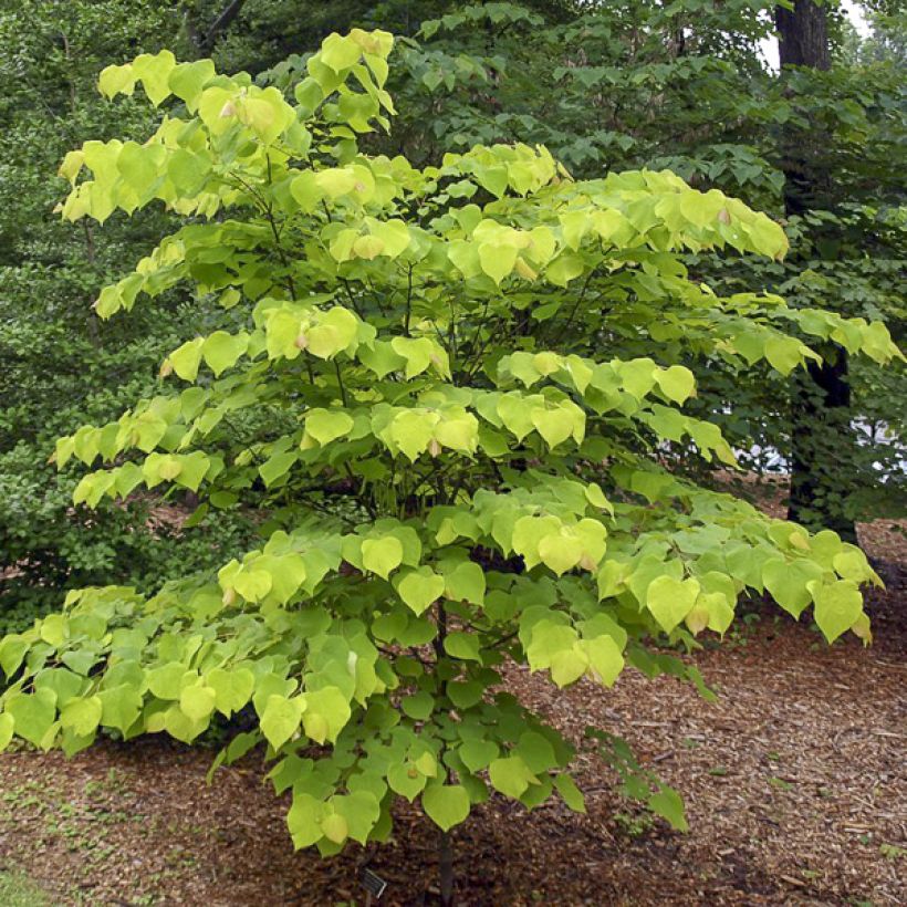 Cercis canadensis Heart of Gold - Eastern Redbud (Plant habit)