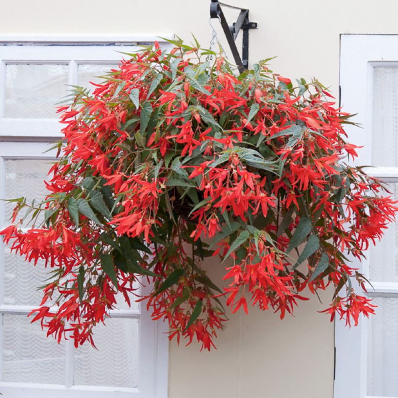 Bolivian Seed of Begonia - Begonia boliviensis (Plant habit)
