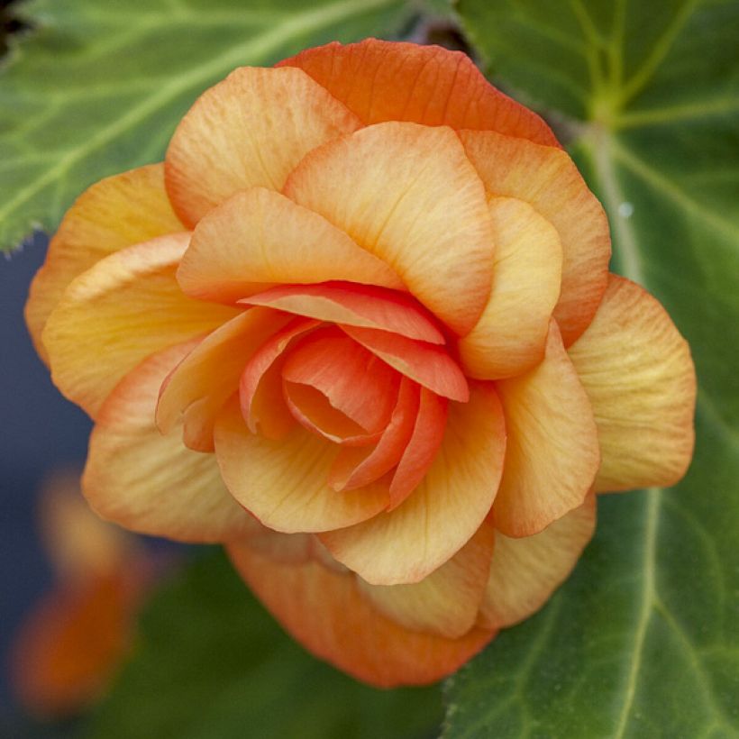 Begonia pendula Apricot Shades Improved F1 seeds (Flowering)