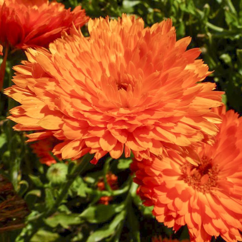 Calendula officinalis Candyman Orange Seeds - Pot Marigold (Flowering)