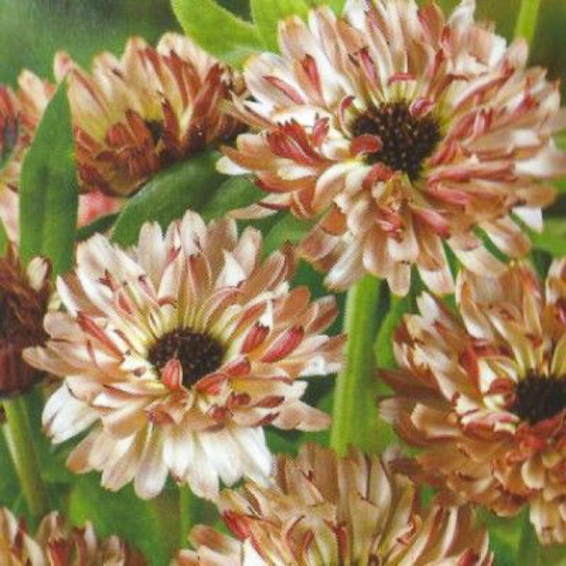 Calendula officinalis Sunny Girl - Garden Marigold seeds (Flowering)