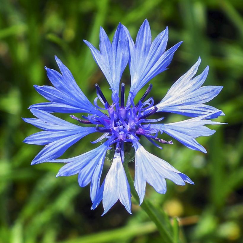 Cornflowers Double-flowered Mixed Seeds - Centaurea cyanus (Flowering)