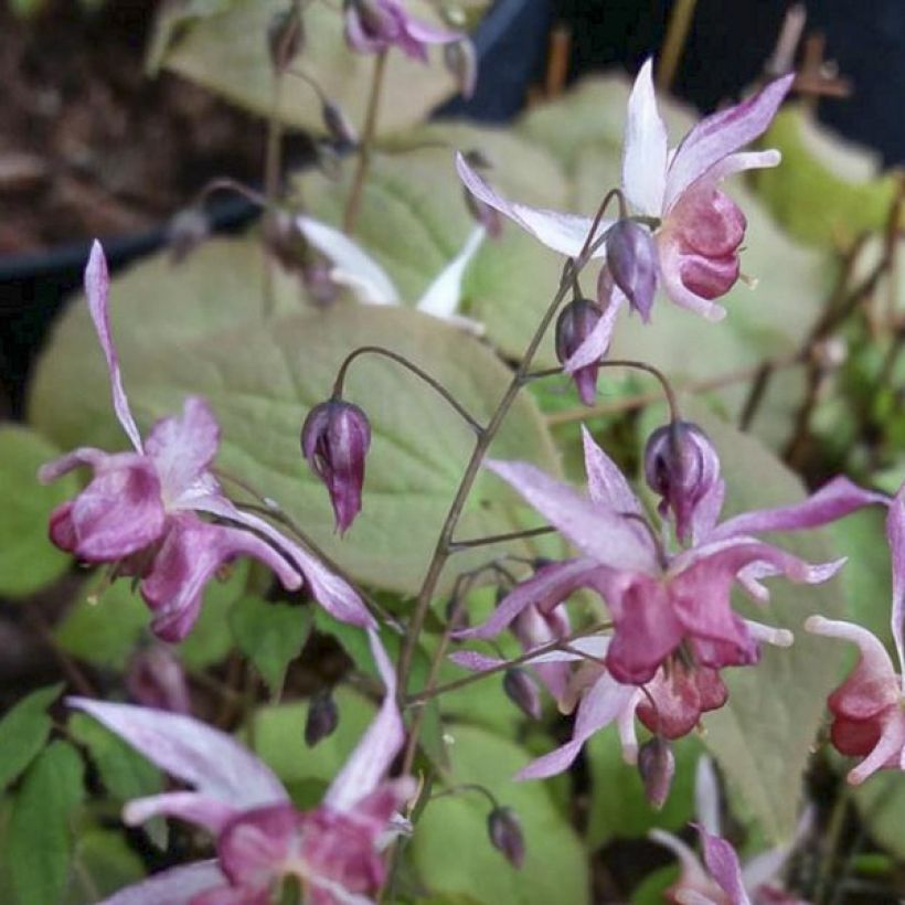 Epimedium Asiatic hybrid - Barrenwort (Flowering)