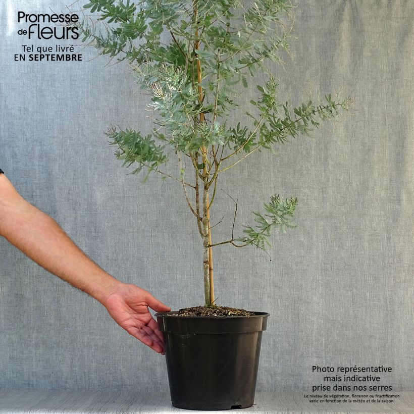 Acacia baileyana Songlines - Mimosa de Bailey Pot de 7L sample as delivered in autumn