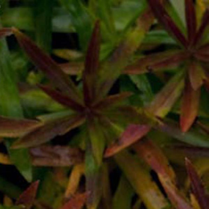 Achillea ptarmica Nana Compacta (Foliage)