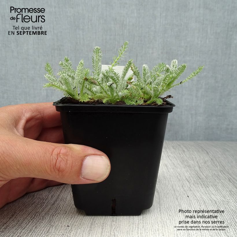 Achillea tomentosa Aurea Maynards Gold 8/9 cm pot sample as delivered in autumn