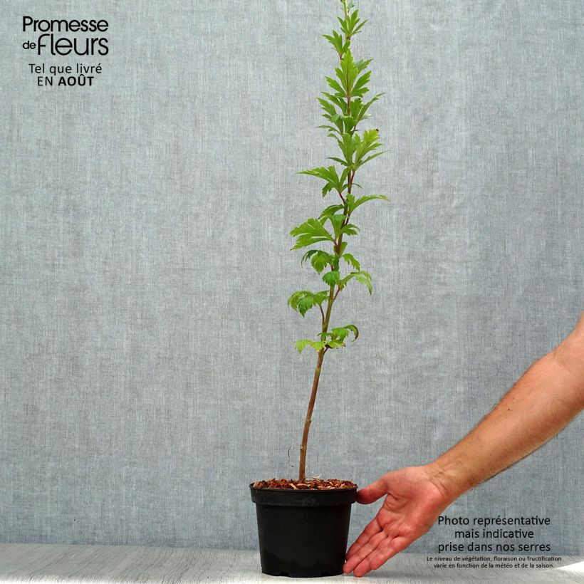Aconitum carmichaelii Arendsii 2L/3L pot sample as delivered in summer