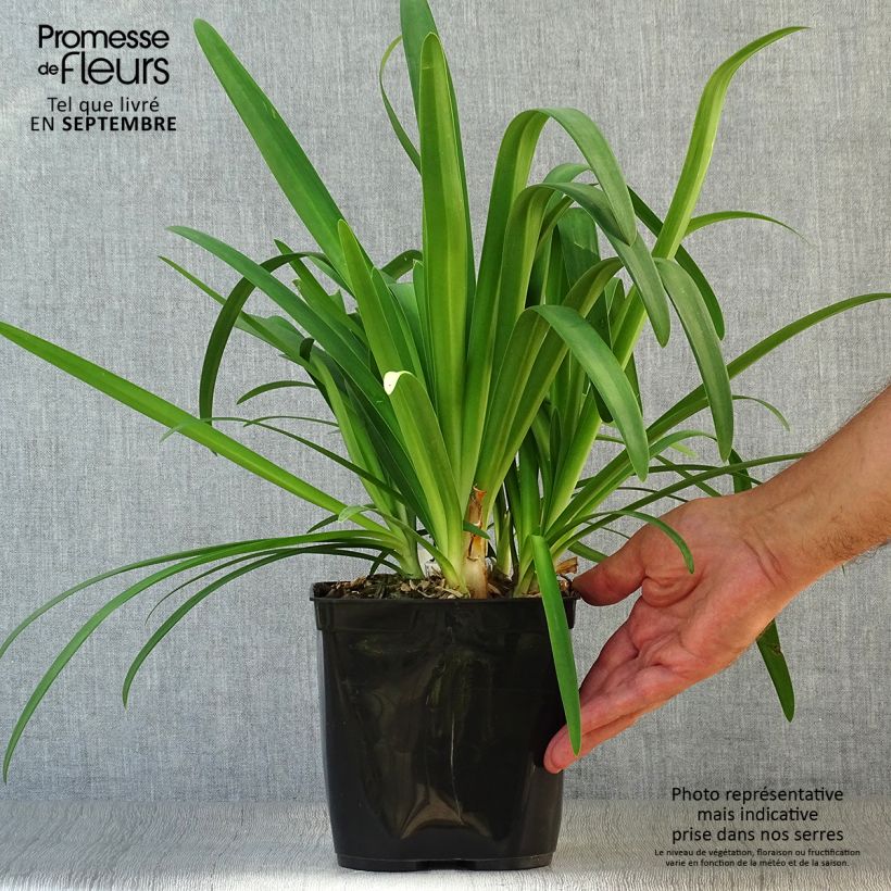 Agapanthe Vallée de la Sarthe Pot de 2L/3L sample as delivered in autumn