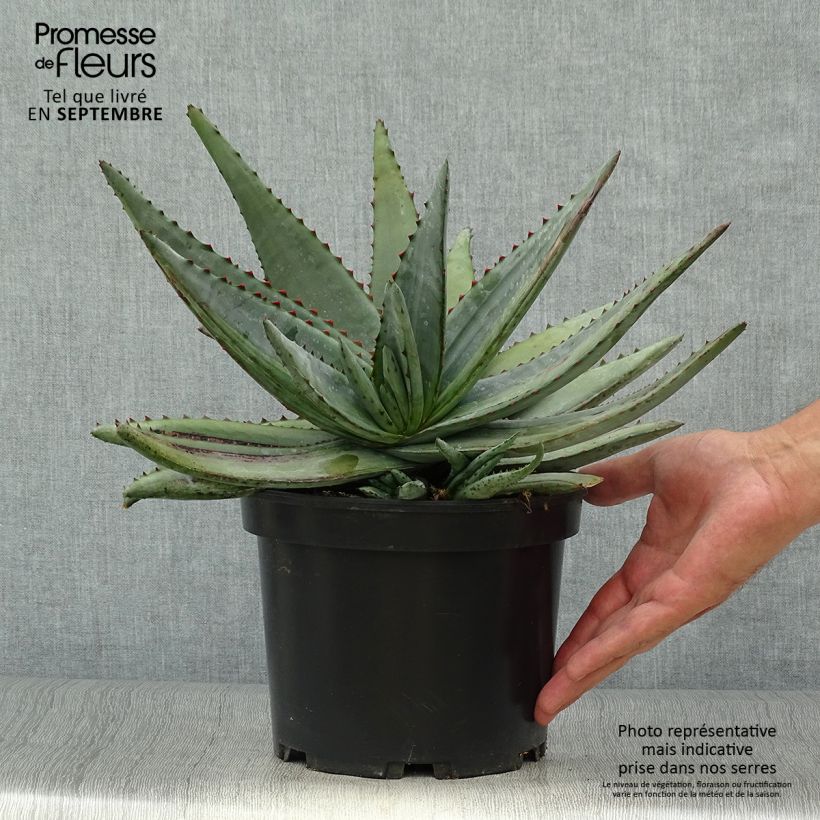 Aloe conifera Twirl - Aloès de Madagascar Pot de 3L/4L sample as delivered in autumn