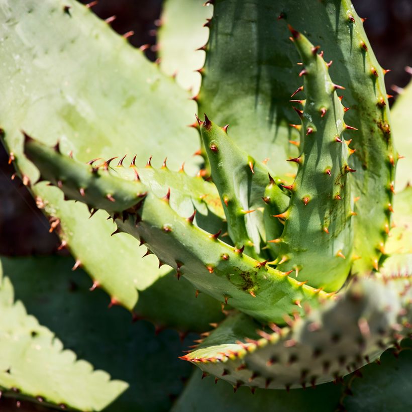 Aloe ferox  (Foliage)