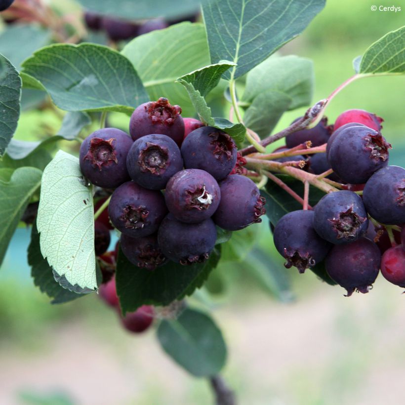 Amelanchier alnifolia Martin (Harvest)