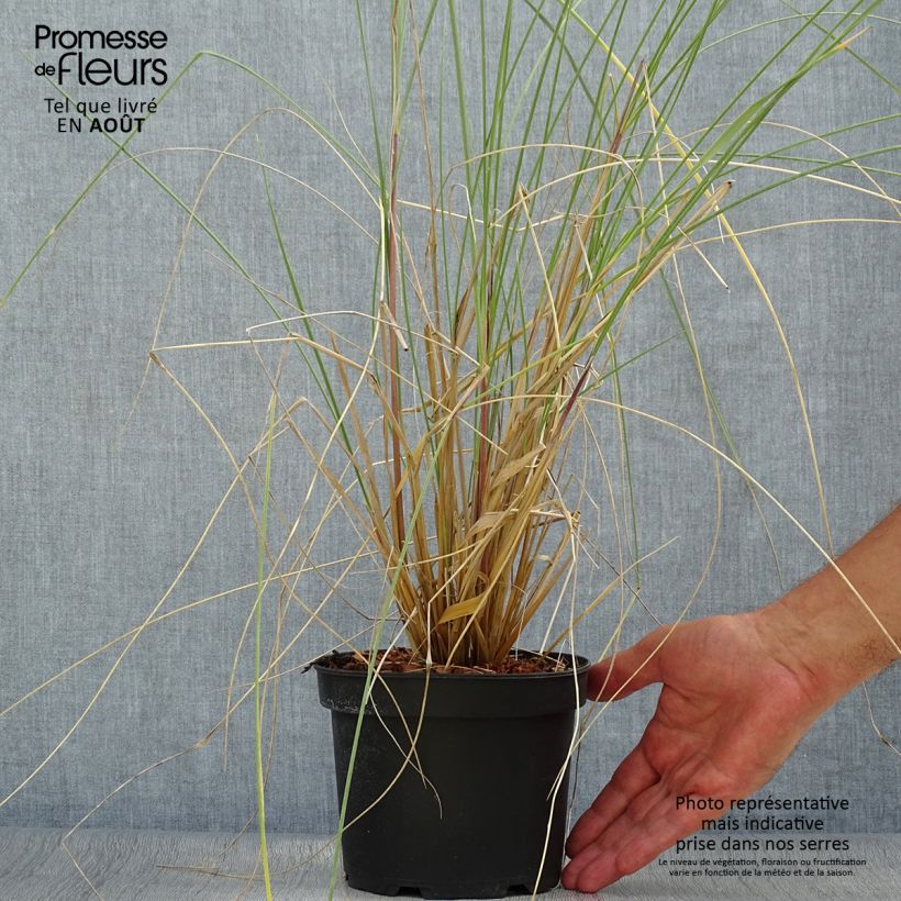 Ammophila arenaria - Oyat - Roseau des sables en pot de 2L/3L sample as delivered in summer