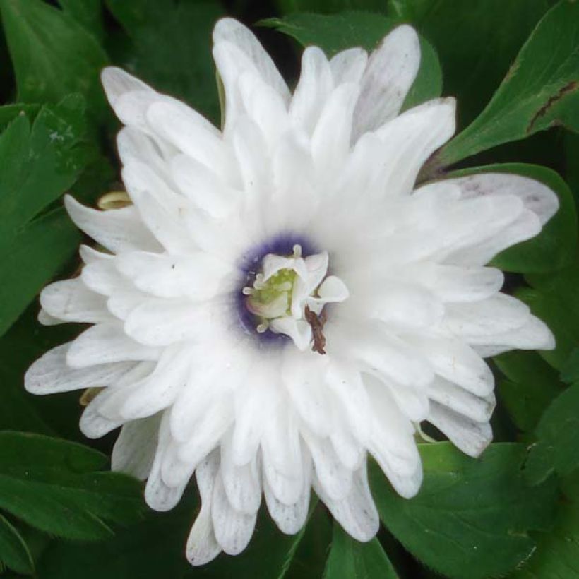 Anemone nemorosa Blue Eyes (Flowering)