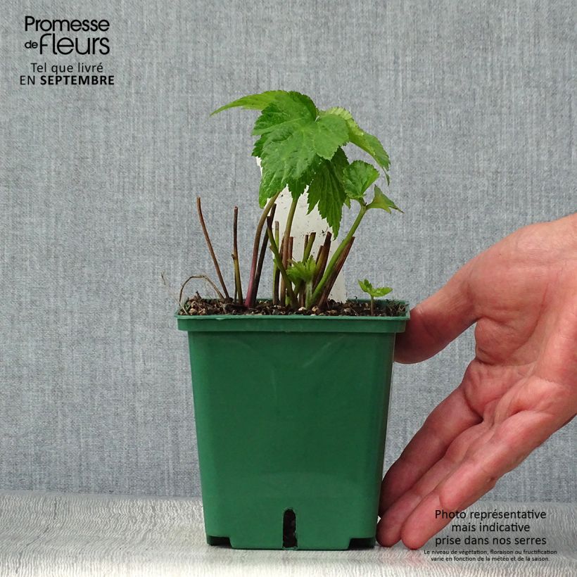 Anemone hybrida Whirlwind 1.5L/2L pot sample as delivered in autumn
