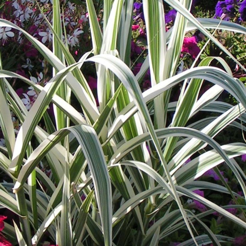 Arundo donax Versicolor (Foliage)