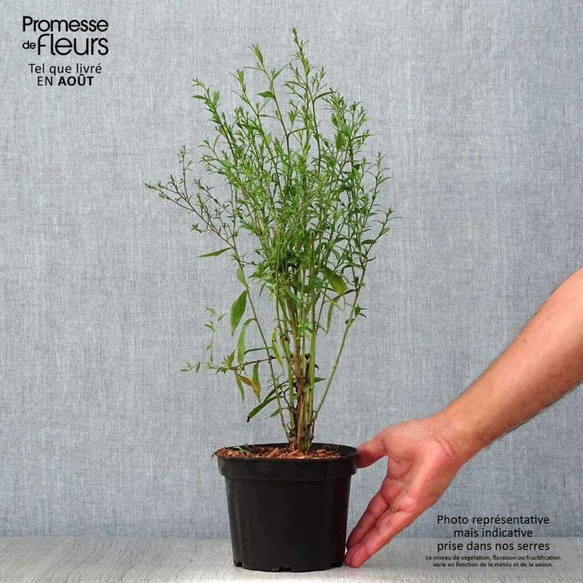 Aster cordifolius Blue Heaven - Pot de 2L/3L sample as delivered in summer