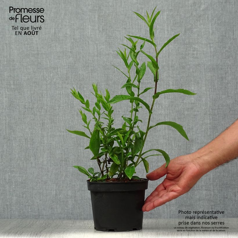Aster novi-belgii Fellowship 2L/3L pot sample as delivered in summer