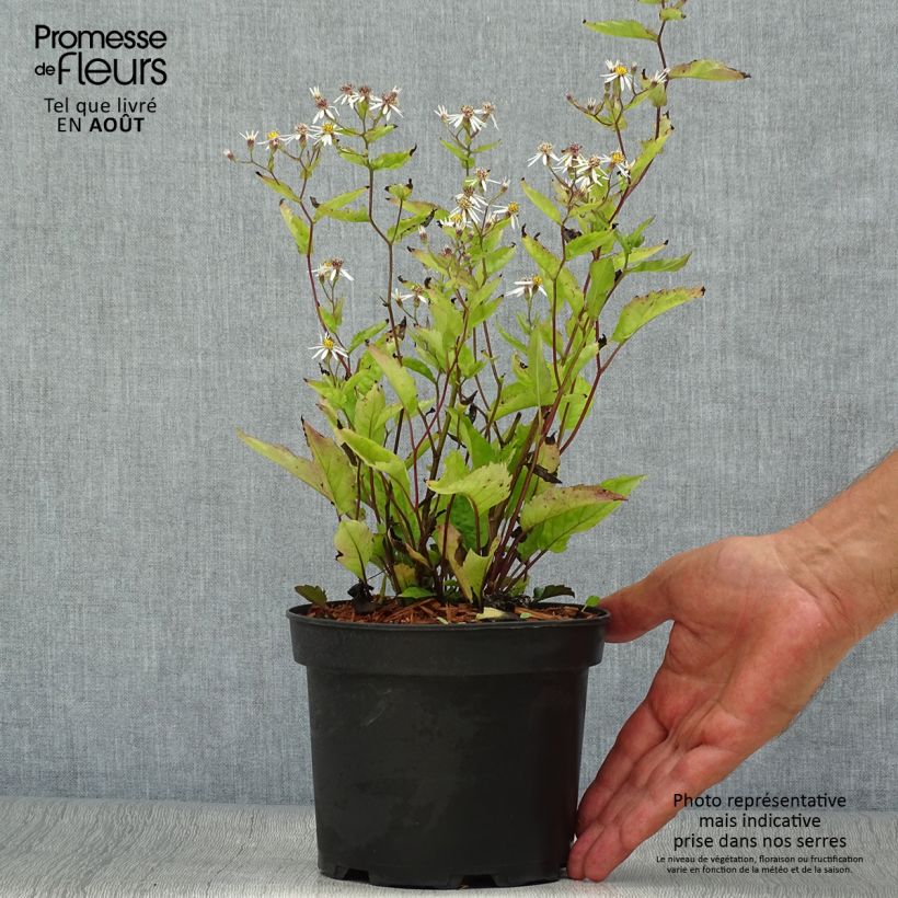Aster tradescantii 2L/3L pot sample as delivered in summer