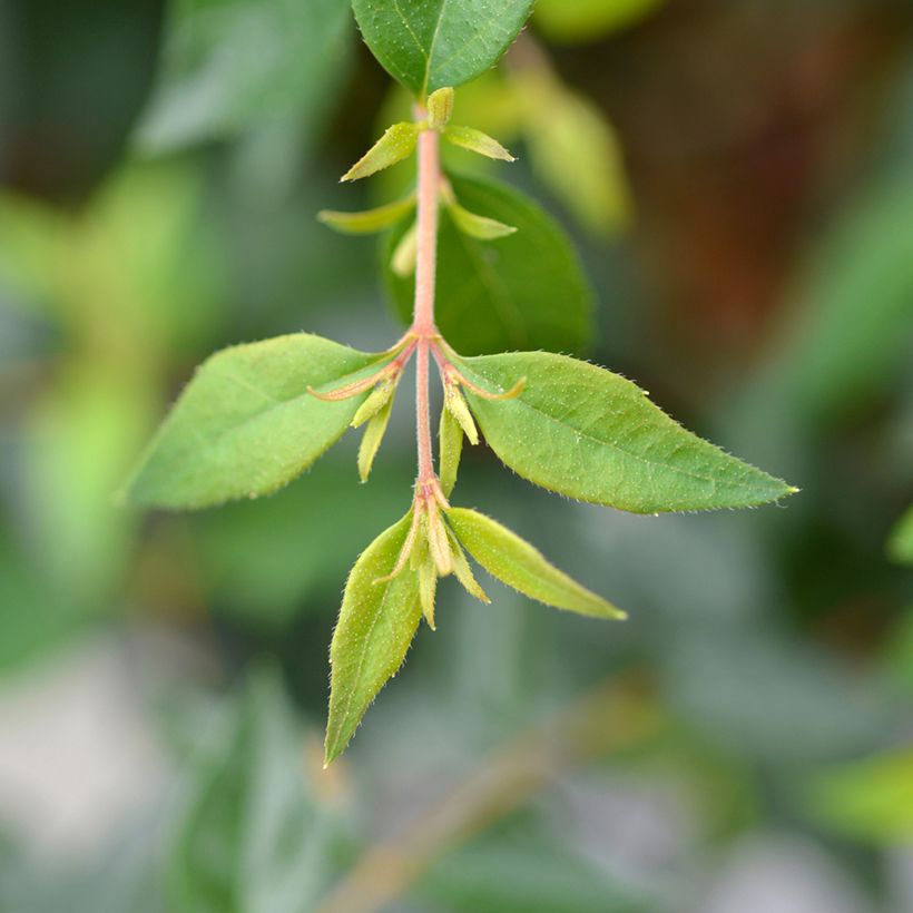 Abelia Edward Goucher (Foliage)