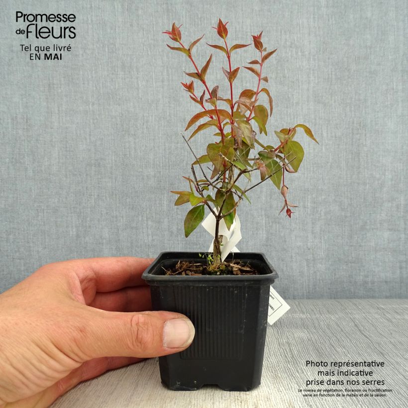 Abelia Edward Goucher en godet de 9cm sample as delivered in spring