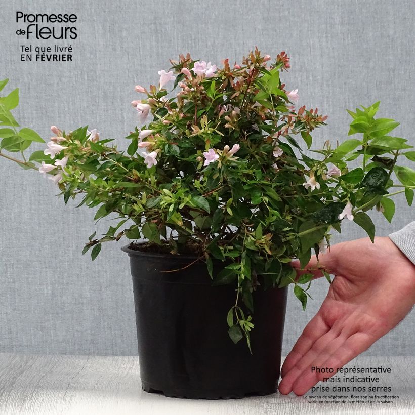 Abelia Edward Goucher pot de 2L/3L sample as delivered in autumn