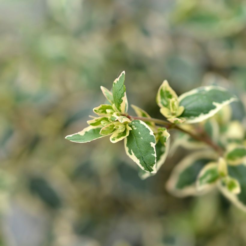 Abelia Magic Daydream (Foliage)