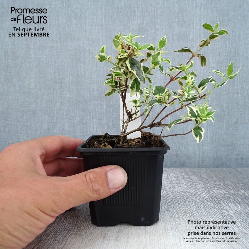 Abelia Magic Daydream 8/9 cm pot sample as delivered in autumn
