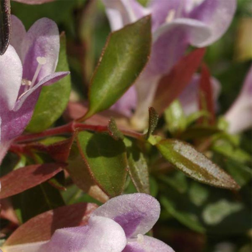 Abelia grandiflora Pastel Charm (Foliage)