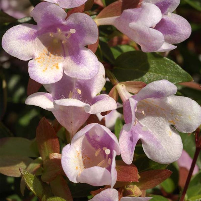 Abelia grandiflora Pastel Charm (Flowering)