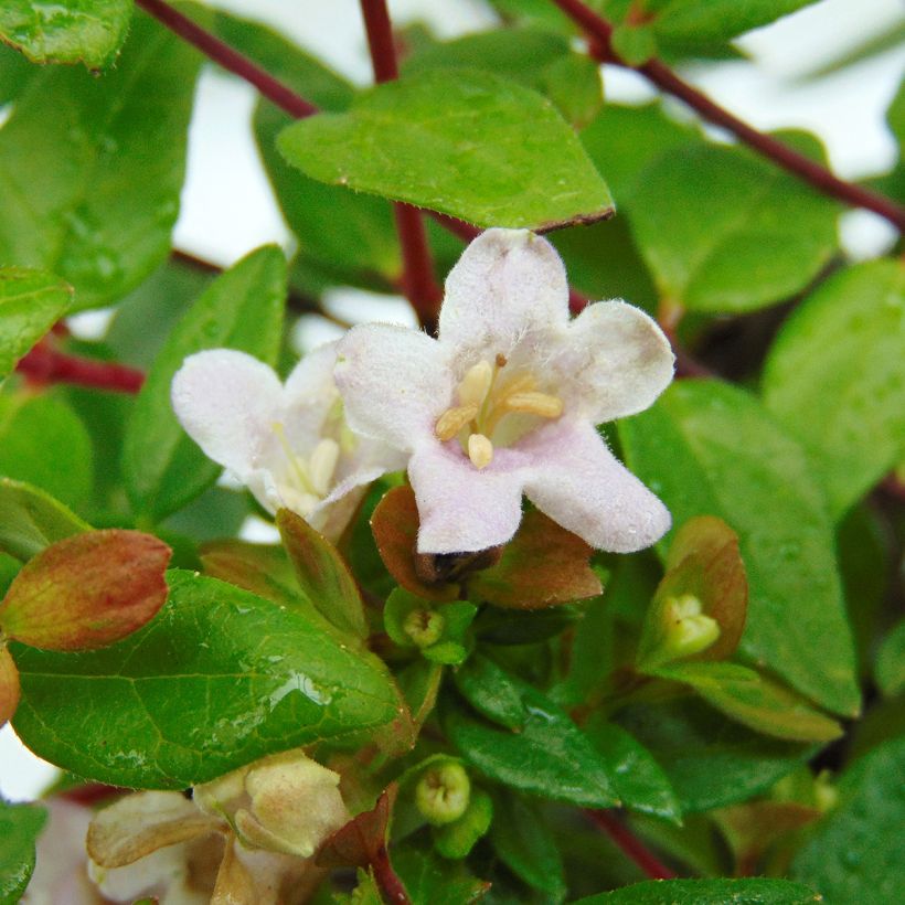 Abelia grandiflora Petite Garden (Flowering)