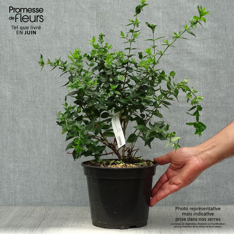 Abelia Raspberry Profusion 3L/4L pot sample as delivered in summer