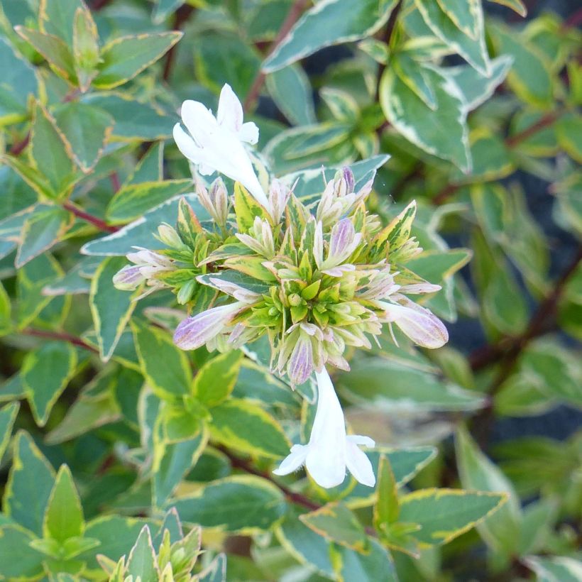 Abelia grandiflora Happy Daydream (Flowering)