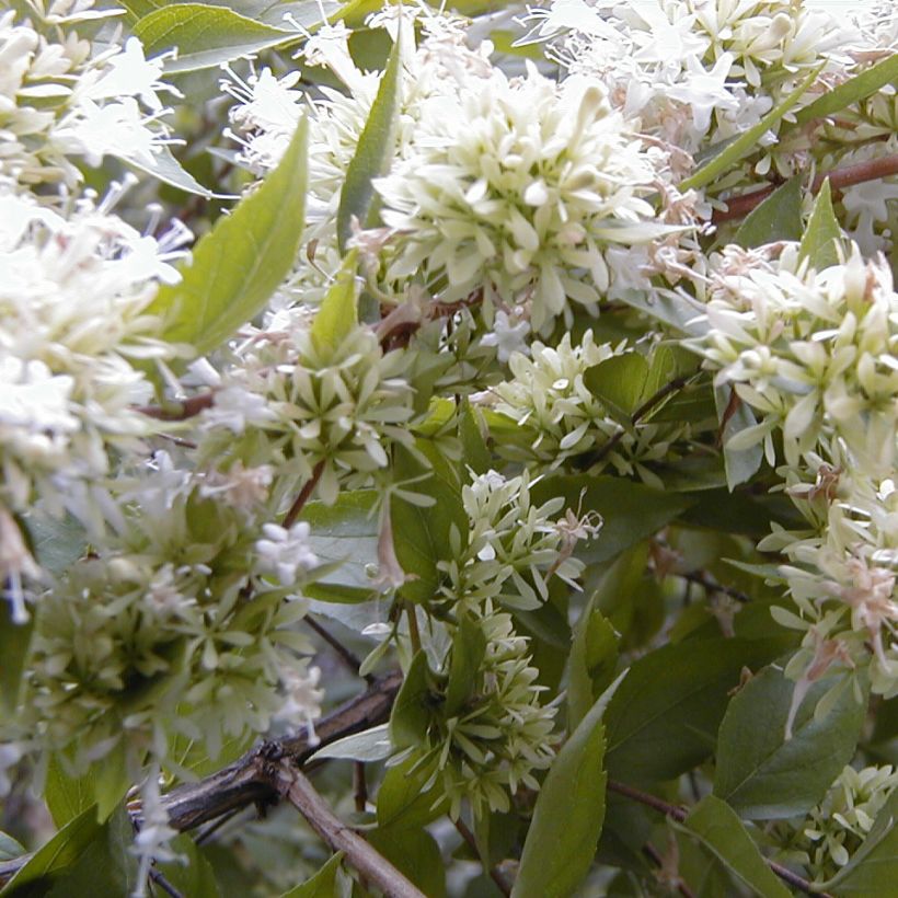 Abelia chinensis (Flowering)
